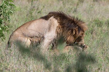 Panthera leo leo - Lion - Lion d'Afrique