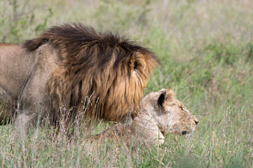 Panthera leo leo - Lion - Lion d'Afrique