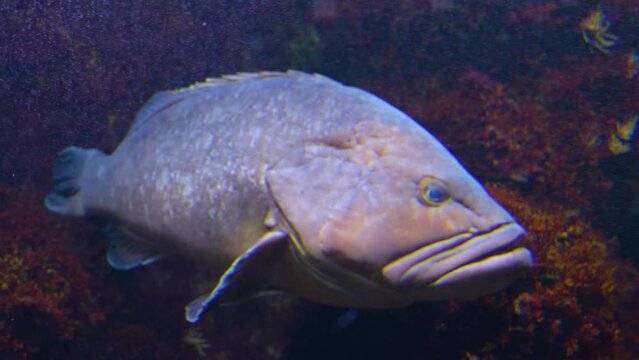 close up of grouper fish resting and floating underwater