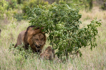 Panthera leo leo - Lion - Lion d'Afrique