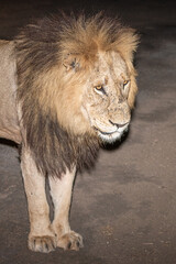 Panthera leo leo - Lion - Lion d'Afrique