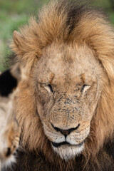 Panthera leo leo - Lion - Lion d'Afrique