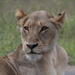 Panthera leo leo - Lion - Lion d'Afrique