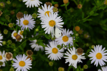 Fototapeta premium Small white butterfly (Pieris rapae) perched on a white daisy in Zurich, Switzerland