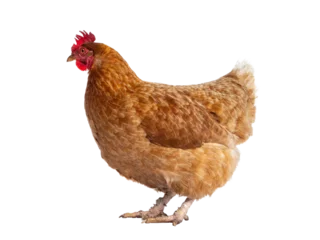 Foto op Plexiglas Brown Barnevelder chicken hen standing side ways looking to the left, isolated cutout on transparent background. © Nynke