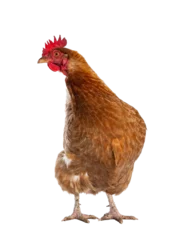 Foto op Canvas Brown Barnevelder chicken hen standing front view looking to the side, isolated cutout on transparent background. © Nynke