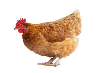 Brown Barnevelder chicken hen standing side ways looking to the left, isolated cutout on transparent background.