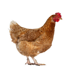 Brown Barnevelder chicken hen standing side ways looking to the right, isolated cutout on transparent background.