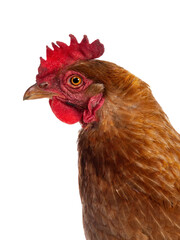 Head shot of brown Barnevelder chicken hen standing side ways looking straight ahead isolated cutout on transparent background.