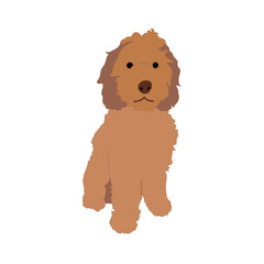 Labradoodle dog - vector isolated illustration on white background. Maltipoo puppy isolated. Red poodle icon