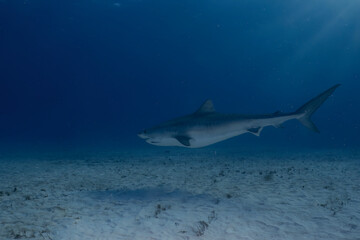 A Tiger Shark (Galeocerdo cuvier) in Bimini, Bahamas
