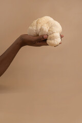 Large lion mane mushroom in beautiful dark skined woman hand on studio beige background, copy spacce - obrazy, fototapety, plakaty
