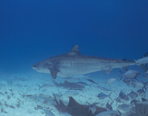 A Tiger Shark (Galeocerdo cuvier) in Bimini, Bahamas