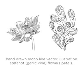 hand drawn mono line vector illustration.
stefanot (garlic vine) flowers bouquet.
and appreance on negative space.