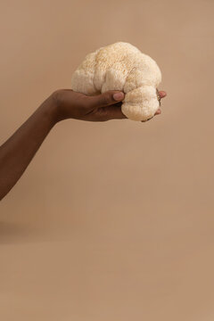 Large lion mane mushroom in beautiful dark skined woman hand on studio beige background, copy spacce