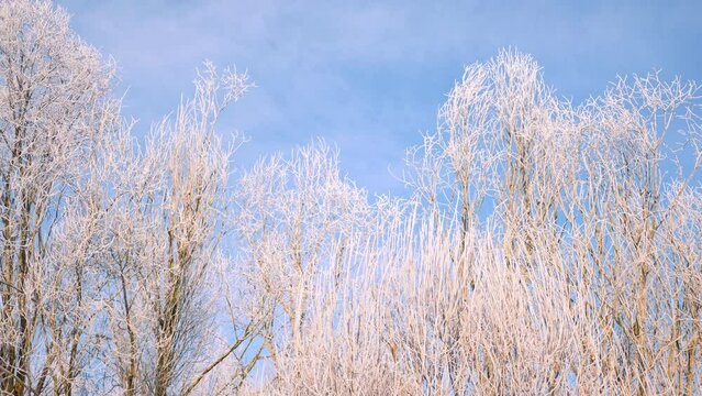 Frosty tree branches against blue sunny sky. Winter background with free space for text. Winter landscape. Trees covered with hoarfrost, deep pure crackling snow. Christmas eve. Sunny frosty day