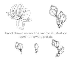 hand drawn mono line vector illustration.
jasmine flowers petals. - obrazy, fototapety, plakaty