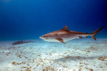Fototapeta premium A Tiger Shark (Galeocerdo cuvier) in Bimini, Bahamas