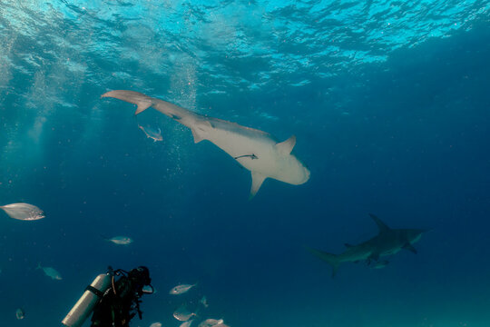 Divers interacting with a Tiger Shark (Galeocerdo cuvier) in Bimini, Bahamas