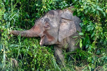 Borneo pygmy elephants near the Kinabatangan River, Sukau, Sabah