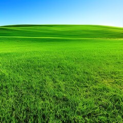 Obraz na płótnie Canvas Green grass and sunny blue sky background - generative ai