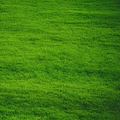 Obraz premium Green grass sunny background - generative ai