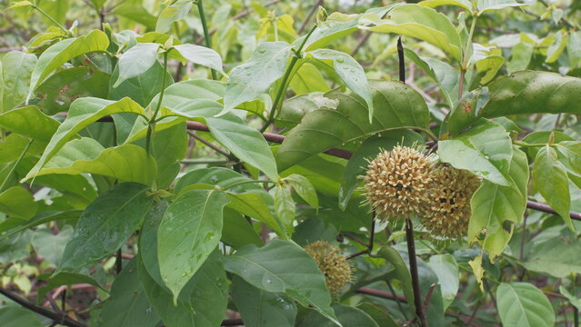 Uncaria rhynchophylla plant, uncaria gambir