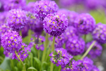 Fototapeta premium Blooming purple Primula Denticulata