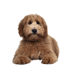 Adorable red / abricot Labradoodle dog puppy, laying down facing front, looking towards camera with shiny dark eyes. Isolated cutout on transparent background. Mouth closed and cute head tilt