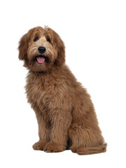 Adorable red / abricot Labradoodle dog puppy, sitting side ways, looking towards camera with shiny dark eyes. Isolated cutout on transparent background.