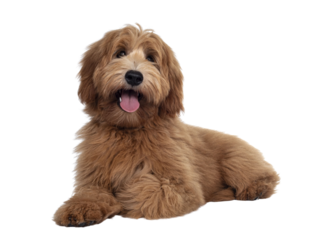 Adorable red / abricot Labradoodle dog puppy, laying down facing front, looking towards camera with shiny dark eyes. Isolated cutout on transparent background.. Mouth open showing tongue and cute head
