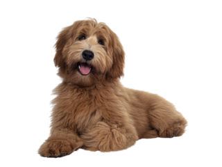 Adorable red / abricot Labradoodle dog puppy, laying down facing front, looking towards camera with shiny dark eyes. Isolated cutout on transparent background.. Mouth open showing tongue and cute head