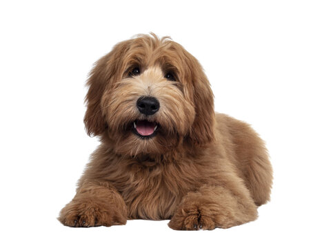 Adorable red / abricot Labradoodle dog puppy, laying down facing front, looking towards camera with shiny dark eyes. Isolated cutout on transparent background. Mouth open showing pink tongue.