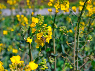 Obraz premium Honey bee collecting pollen on a rapeseed flower