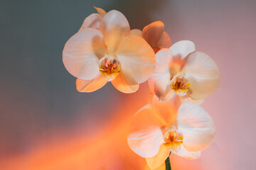 Naklejka na ściany i meble Art Floral background of tropical orchids. Branch of orchids in soft mixed pastel color style. Peach, pink and dark blue palette. Selective focus, copy space.
