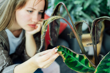 Young upset, sad woman examining dried dead foliage of her home plant Calathea. Houseplants...