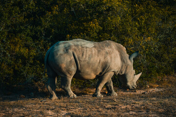 White Rhino in the bush in South Africa. White rhinoceros, Wild African White Rhino, South Africa