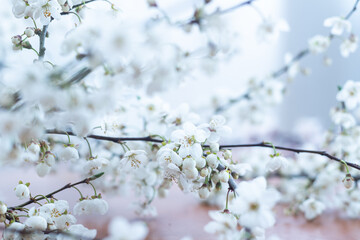 Fruit tree blossoms. Spring beginning background. Bokeh.