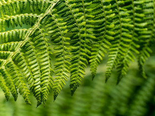 A leaf of a fern, a close-up shot. Beautiful plant, macro photo. Green fern plant in close up