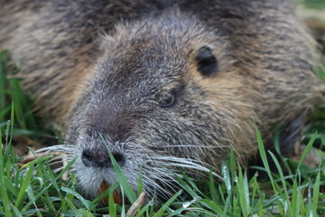 prairie dog eating grass
