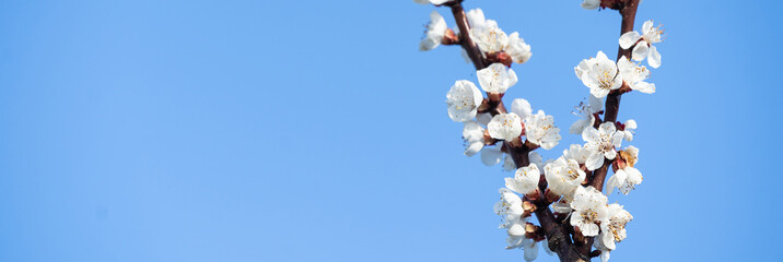 flowers of blooming Apple tree in spring against blue sky on a Sunny day close-up macro in nature outdoors.