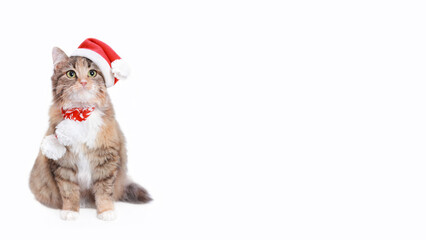 Cat in Christmas hat on a white background. Kitten in Santa Claus xmas red hat. Cat with Santa hat waiting for Christmas while sitting on a white background. Happy New Year. Web banner with copy space