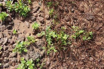 Texture of rusty mesh and young greenery on clay soil