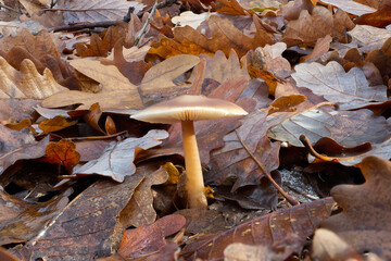 Single mushroom sprouting among fallen oak leaves