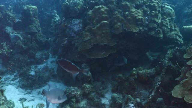 Seascape with Ocean Triggerfish in coral reef of Caribbean Sea, Curacao