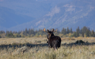 Bull Shiras Moose During the Rut in Autumn in Wyoming