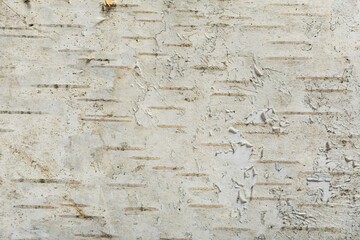 Birch bark is a woody layer. Light background - abstract pattern of black and white stripes