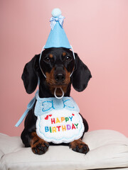 Black and tan dachshund dog with hat and bib celebrating birthday