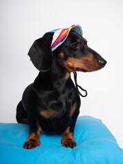 Black and tan dachshund dog seated with summer hat for sun