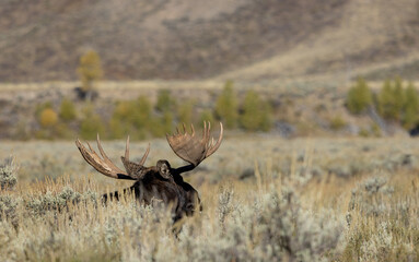 Bull Shiras Moose During the Rut in Autumn in Wyoming